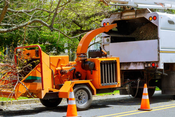 How Our Tree Care Process Works  in Hampton Bays, NY